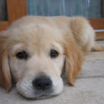 Golden Retriever puppy