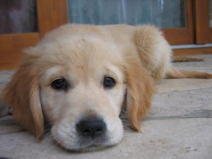Golden Retriever puppy