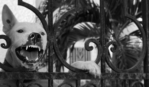 Agressieve hond Agressieve hond