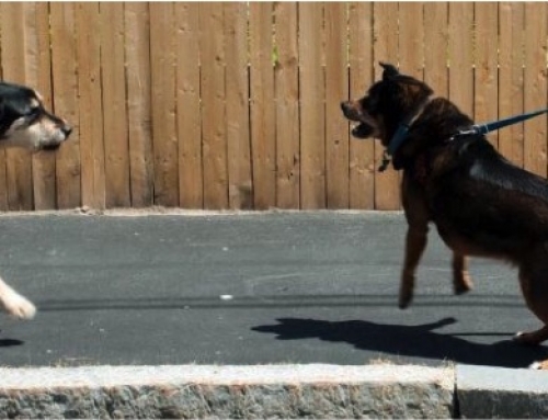 Hond-hond agressie: Agressie tegen onbekende honden