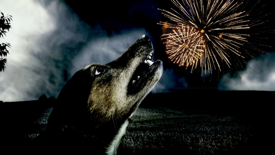 Gelijkenis taxi Oneindigheid Honden en vuurwerk; 15 tips om nu al mee te starten. - Gedragsadvies en  -begeleiding voor honden Midden-Nederland