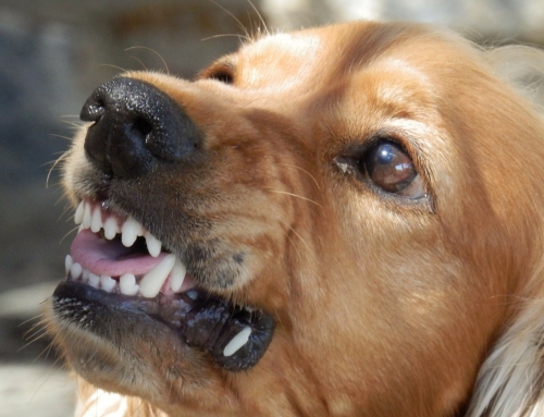 Hondenbeten voorkomen: Les in hondentaal