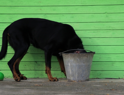 Hoe stop je ongewenst gedrag bij je hond?