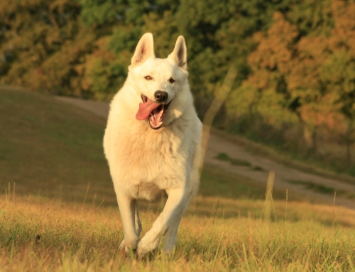 Leer je hond “Hier” = feest