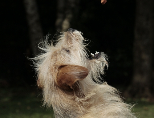 De invloed van voeding op het gedrag van uw hond