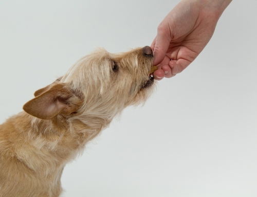 Uitdaging: Kan jij anders naar je hond kijken?