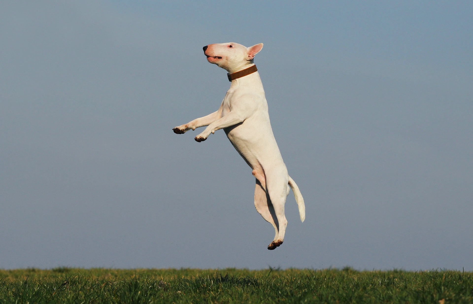 dingen die je kunt doen om je hond moe te - Gedragsadvies en honden Midden-Nederland