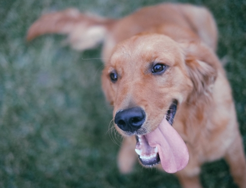 1 ding dat je NU kan doen om je reactieve hond te helpen