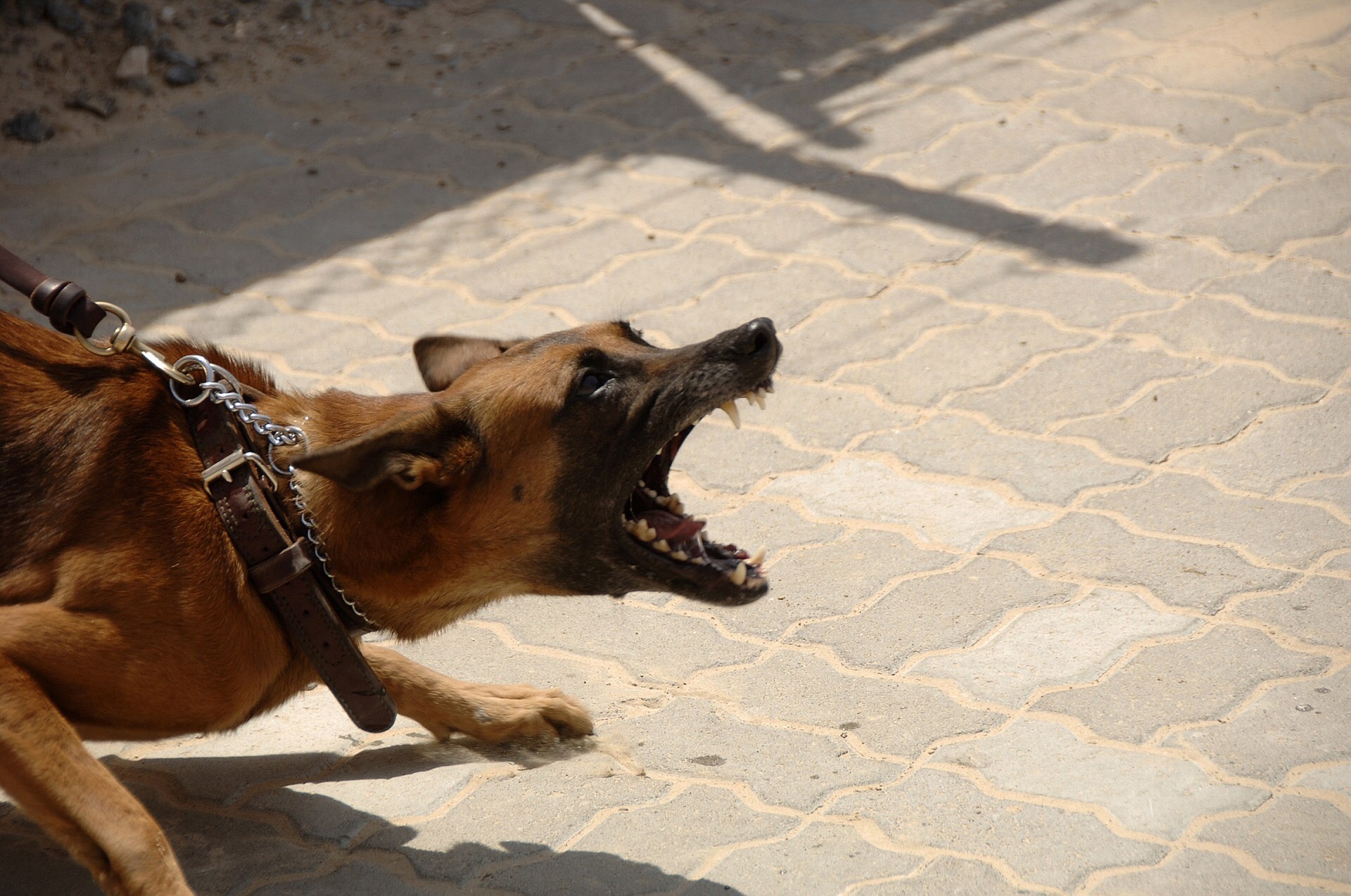 Schuur Pelagisch Volwassen Honden met gedragsproblemen - Gedragsadvies en -begeleiding voor honden  Midden-Nederland