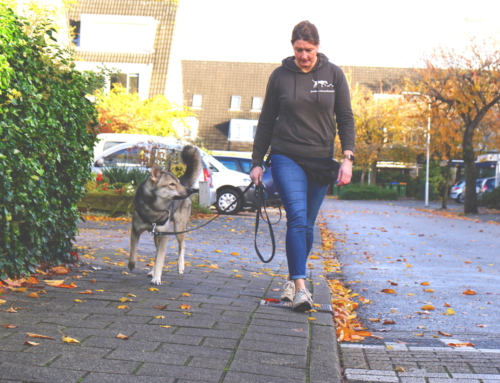 Wandelen, zonder hond??