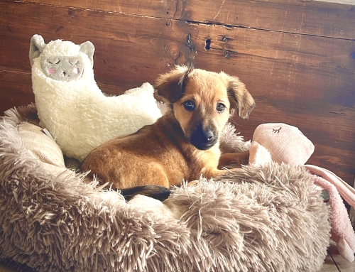 Een puppy die niet wil lopen; koppig, eigenwijs of …?