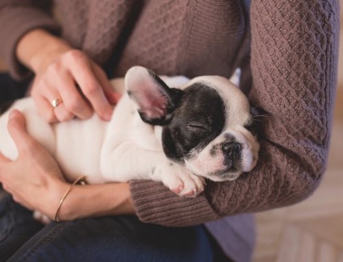 Een puppy die niet wil lopen; koppig, eigenwijs of …?