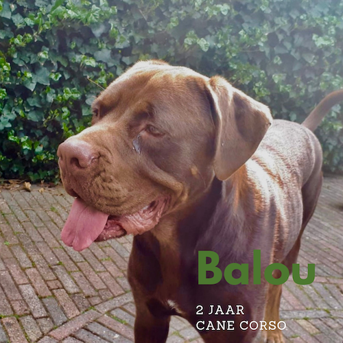 Cane Corso