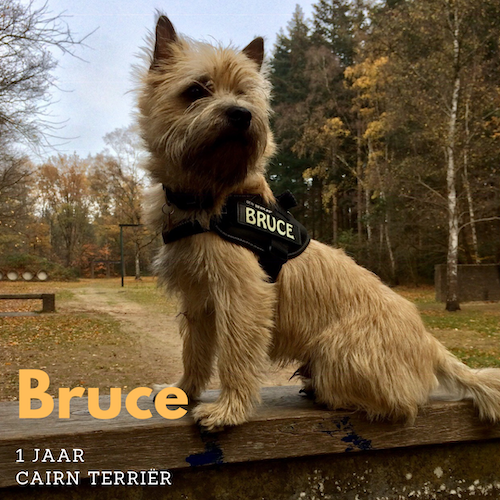 Bruce Cairn Terrier Cairn Terrier
