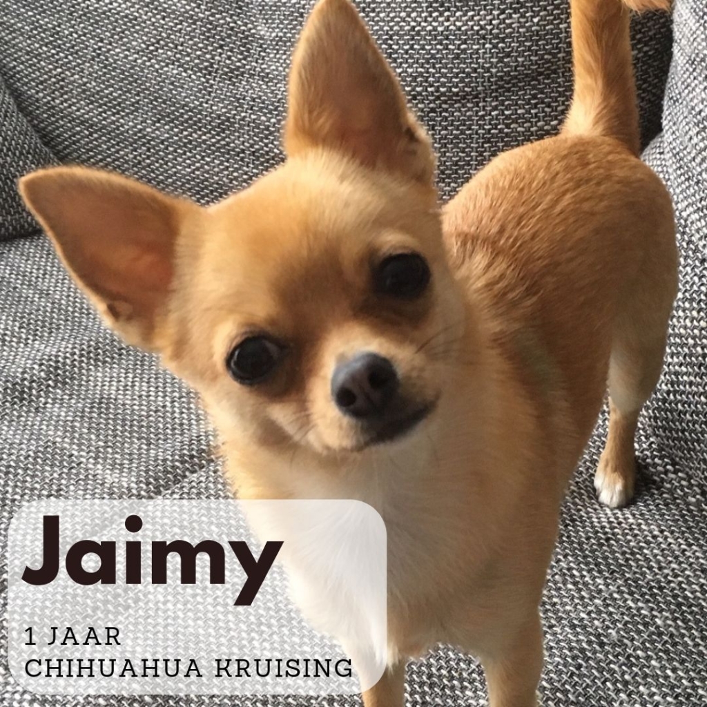 Jaimy Chihuahua kruising Briard