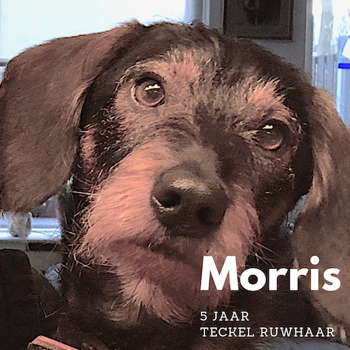 Morris ruwharige Teckel Ridgeback