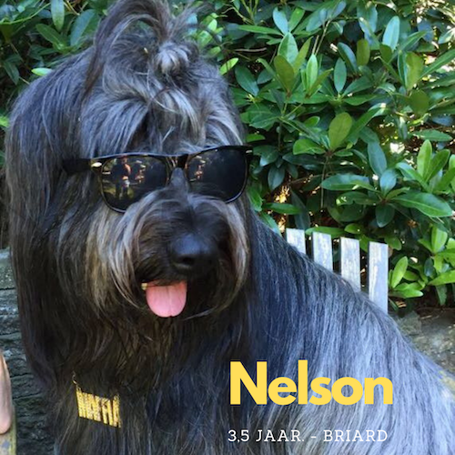 Nelson Briard Briard