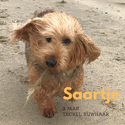 Saartje Teckel Ruwharige Teckel