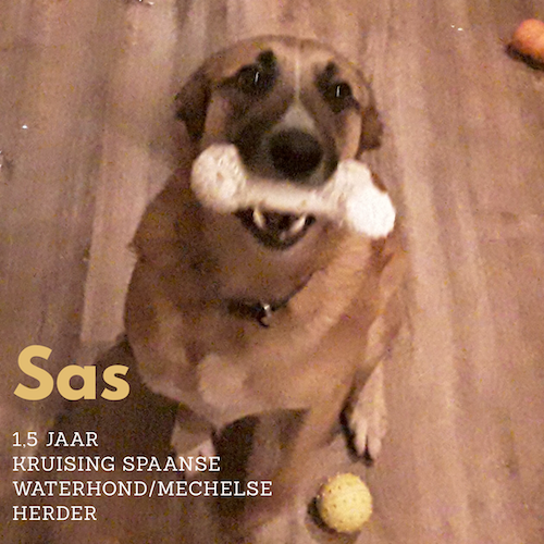 Sas Kruising waterhond Kruising Waterhond