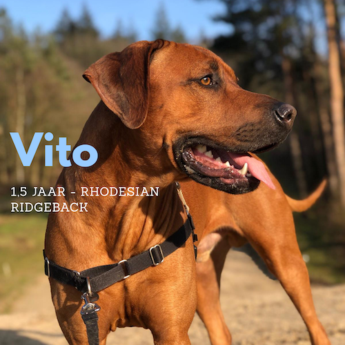 Vito Ridgeback Ridgeback