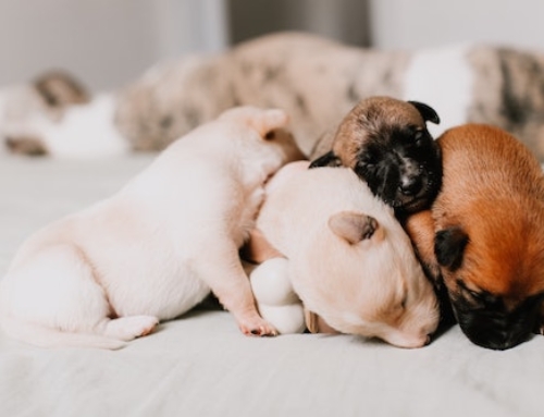 Een pup van een boerderij, goede keus, of beter niet?