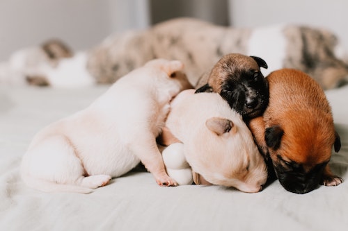 Een pup van boerderij, goede keus, of beter niet? - en -begeleiding voor honden Midden-Nederland