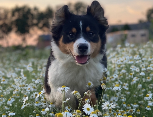 Waar vind ik betrouwbare informatie over honden?